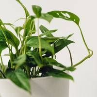 Philodendron adansonii, "Swiss Cheese Plant"