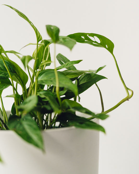 philodendron adansonii Philodendron adansonii, "Swiss Cheese Plant" – Glasswing