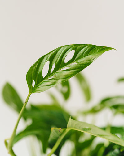 Philodendron adansonii, "Swiss Cheese Plant"