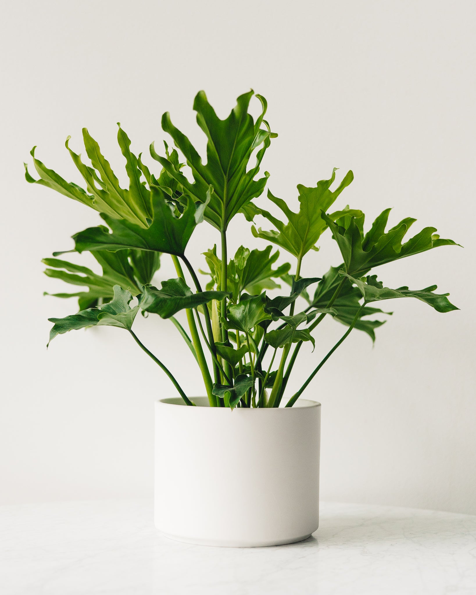 philodendron bipinnatifidum kaufen Thaumatophyllum bipinnatifidum, "Tree Philodendron" – Glasswing