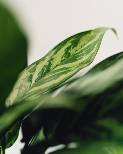 Aglaonema Tigress, "Chinese Evergreen"