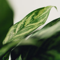 Aglaonema Cutlass "Chinese Evergreen"