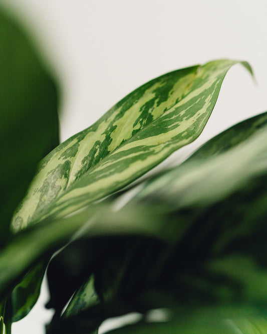 white stem cutlass aglaonema Aglaonema Cutlass "Chinese Evergreen" – Glasswing