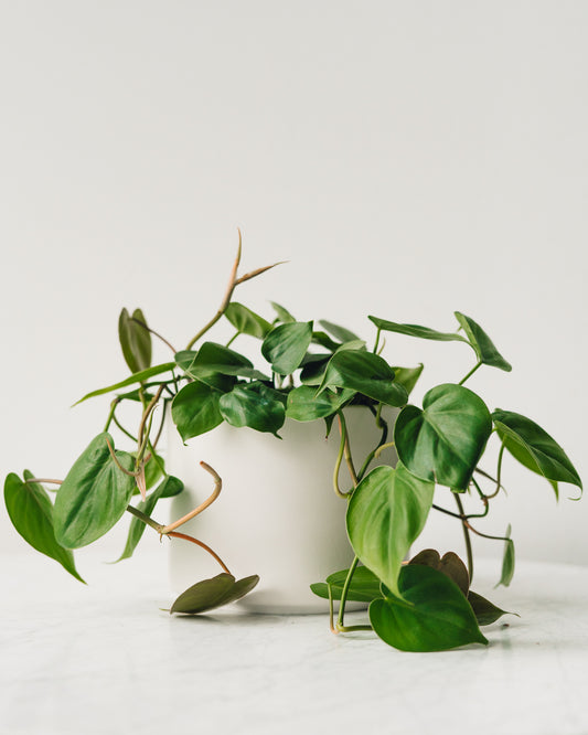 philodendron cordatum nz Philodendron hederaceum, "Heart Leaf Philodendron Cordatum" – Glasswing