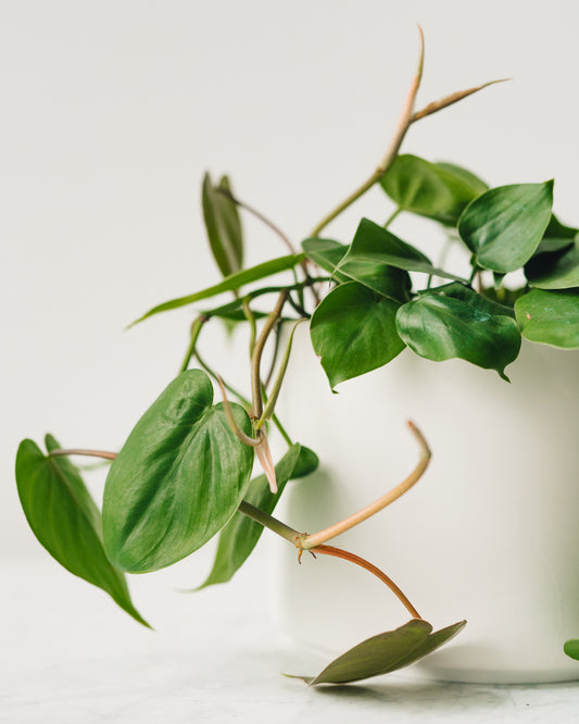 philodendron cordatum heartleaf Philodendron hederaceum, "Heart Leaf Philodendron Cordatum" – Glasswing