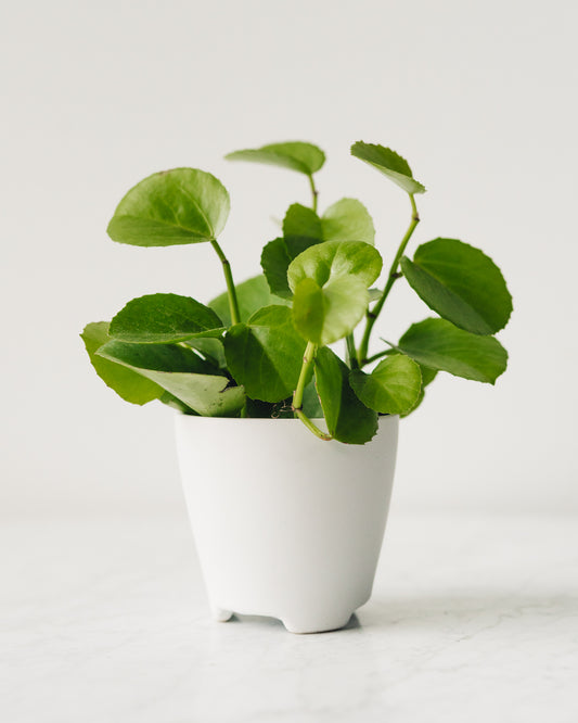 indoor grape plant Cissus rotundifolia, "Peruvian Grape Ivy" – Glasswing