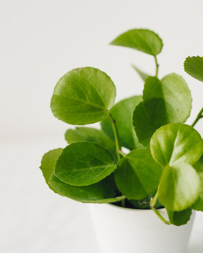 Cissus rotundifolia, "Peruvian Grape Ivy"