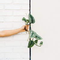 Greenhouse Plant Swap