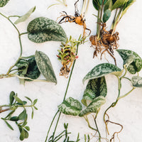 Greenhouse Plant Swap