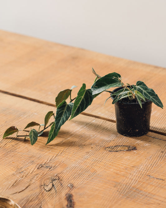 Parthenocissus amazonica, "Jungle Vine"