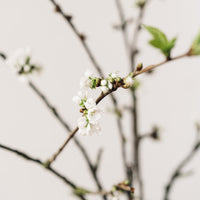Cherry Blossom Branches, White