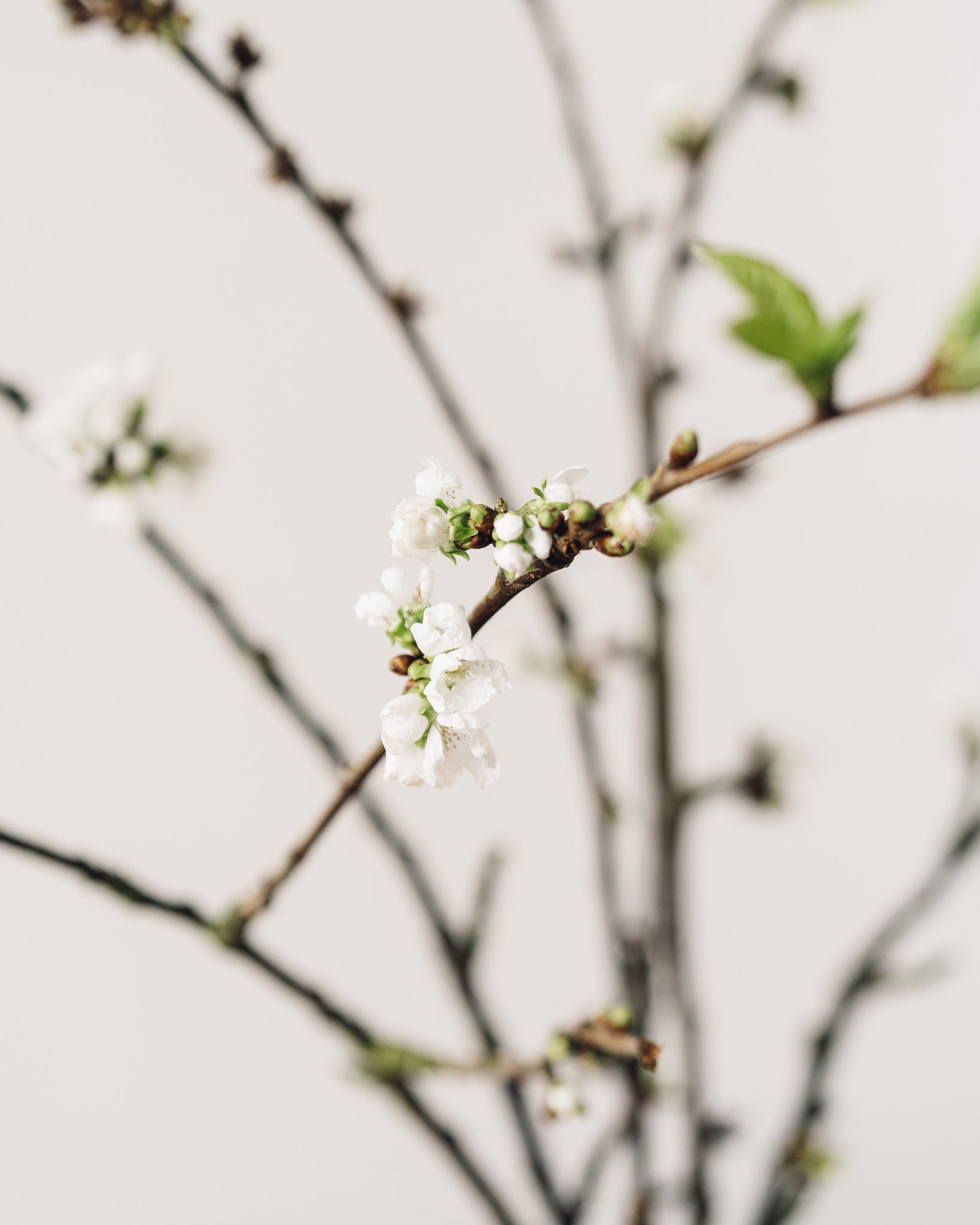 Cherry Blossom Branches, White