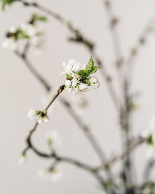 Cherry Blossom Branches, White