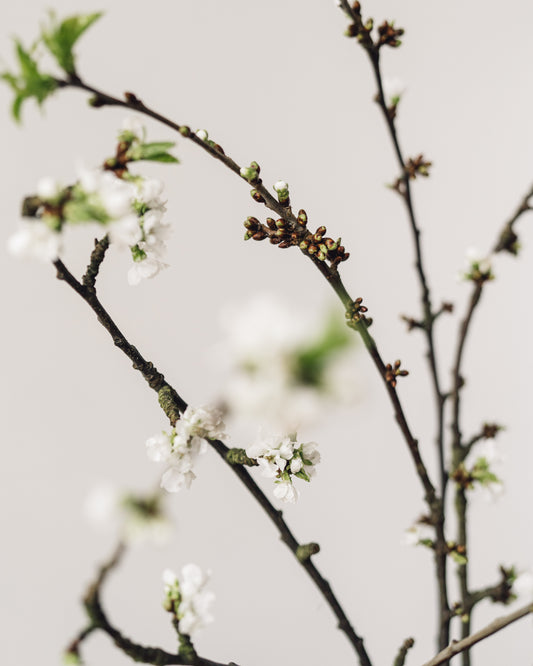 Cherry Blossom Branches, White