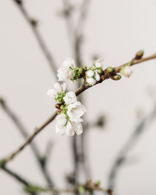 Cherry Blossom Branches, White