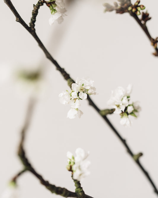 Cherry Blossom Branches, White