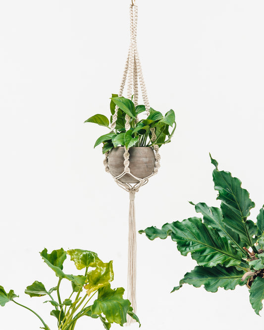 Macrame Plant Hangers