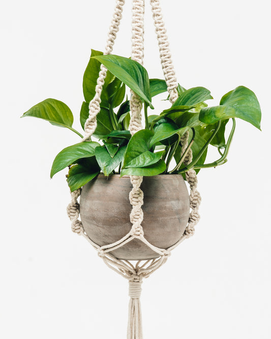 Macrame Plant Hangers