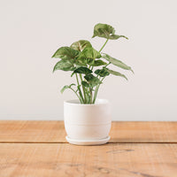 Kinto Plant Pot 193, White