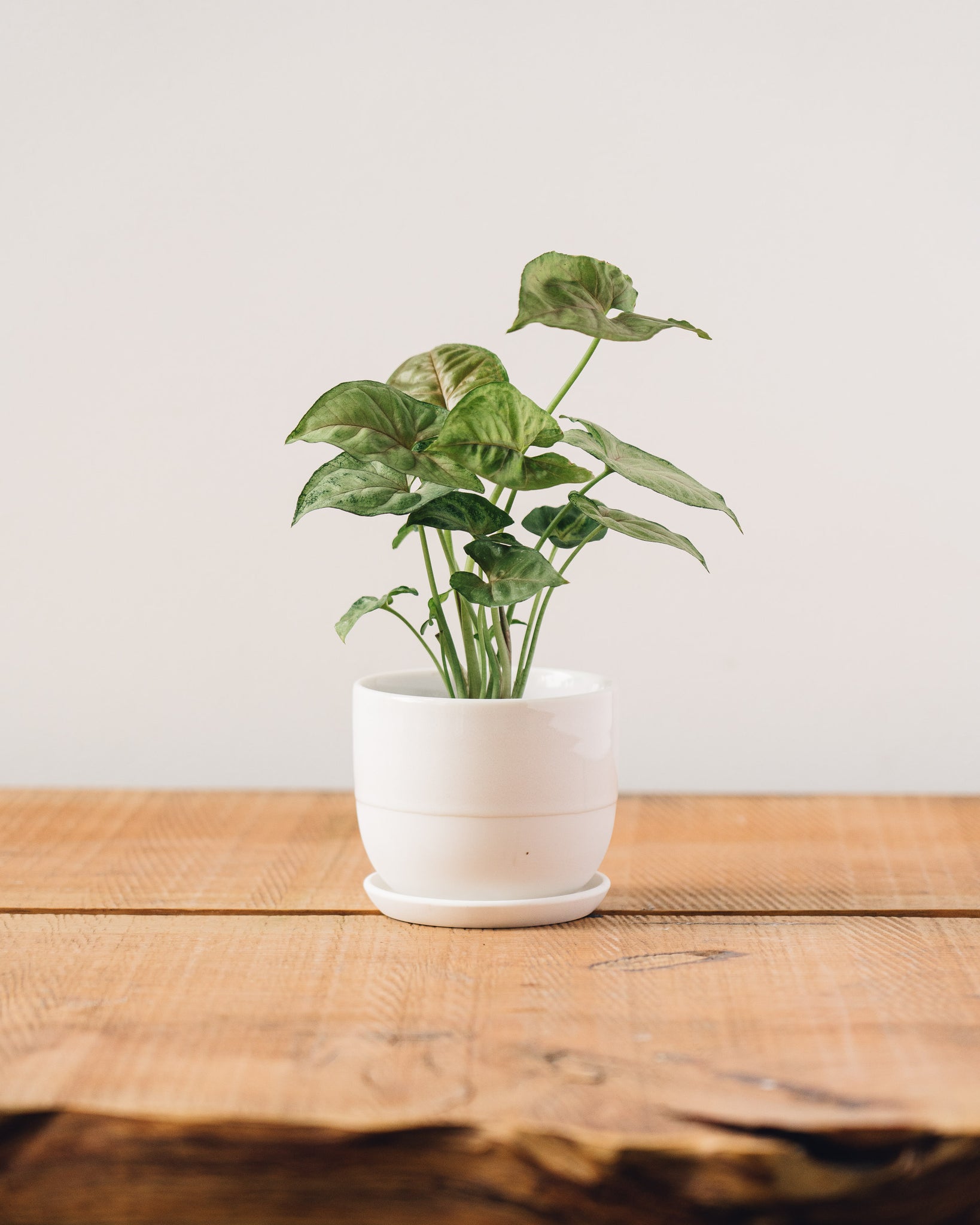 Kinto Plant Pot 193, White