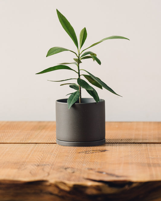 kinto plant pot 191 Kinto Cylinder Pot & Saucer, Dark Gray – Glasswing