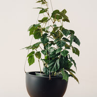 Kinto Hanging Pot, Black