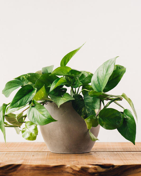 golden pothos nasa Epipremnum aureum (Golden Pothos) 6" Hanging Basket FN
