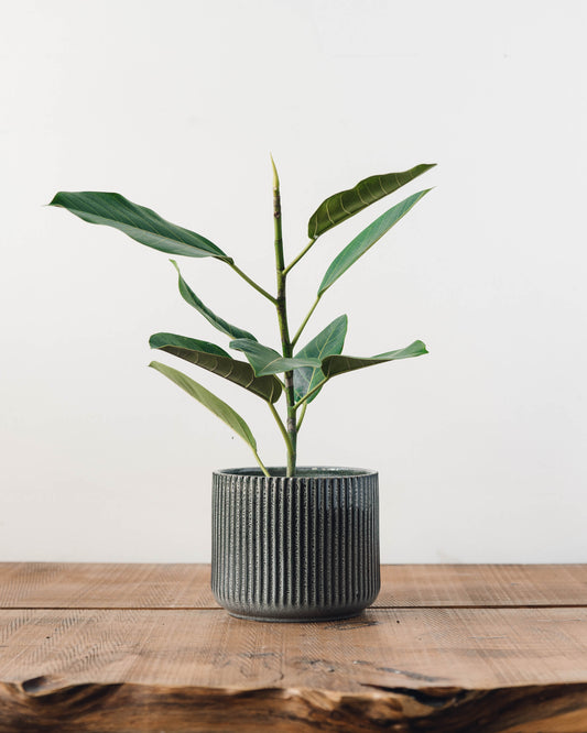 Habitat Pot