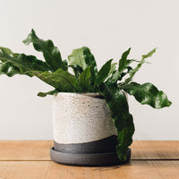 Natasha Alphonse Planter + Saucer, Crackle Shino