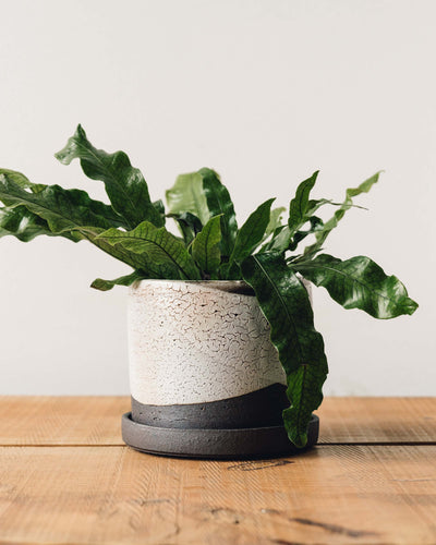 Natasha Alphonse Planter + Saucer, Crackle Shino