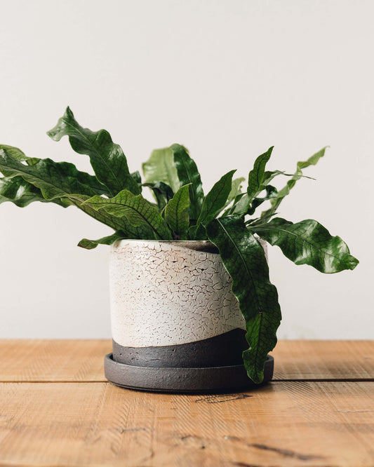 Natasha Alphonse Planter + Saucer, Crackle Shino