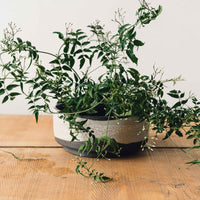 Natasha Alphonse Planter, Crackle Shino