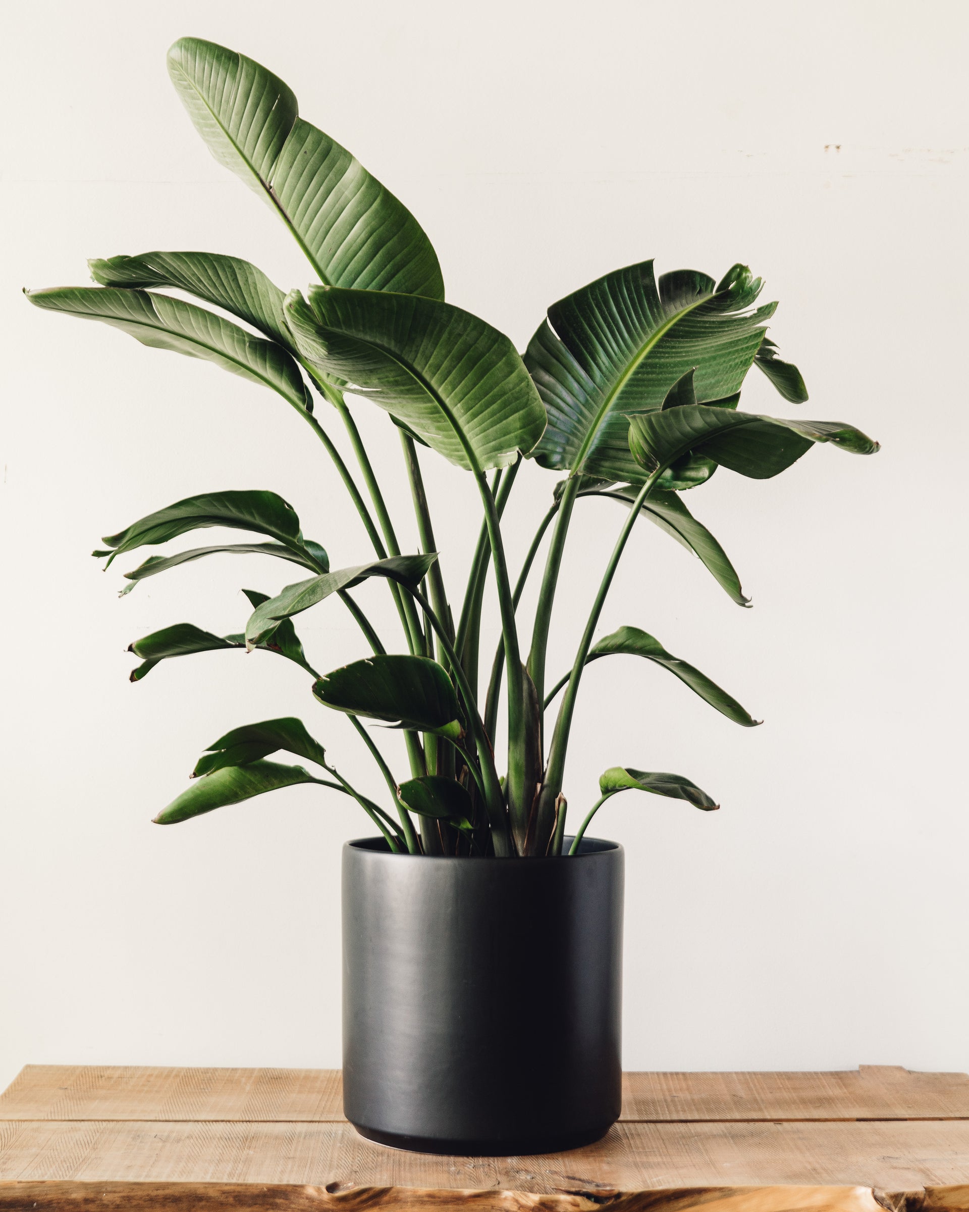 large indoor bird of paradise plant Strelitzia nicolai, 'White Bird of Paradise' – Glasswing