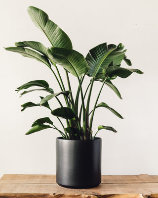 Plant Collection | Glasswing