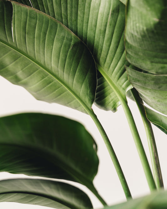 Strelitzia nicolai, ‘White Bird of Paradise’