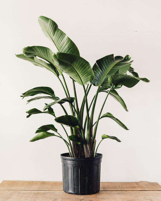 Strelitzia nicolai, ‘White Bird of Paradise’