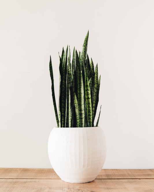 buy dracaena trifasciata Dracaena trifasciata Zeylanica, "Snake Plant"