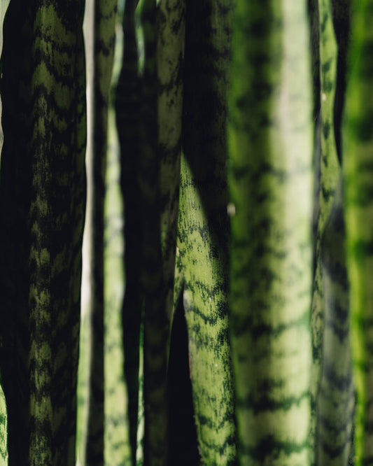 dracaena trifasciata zeylanica Snake Plant -Sansevieria Zeylanica