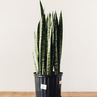 dracena snake plant Snake Plant -Sansevieria Zeylanica