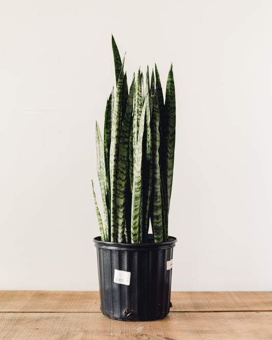 plant snake black Snake Plant -Sansevieria Zeylanica