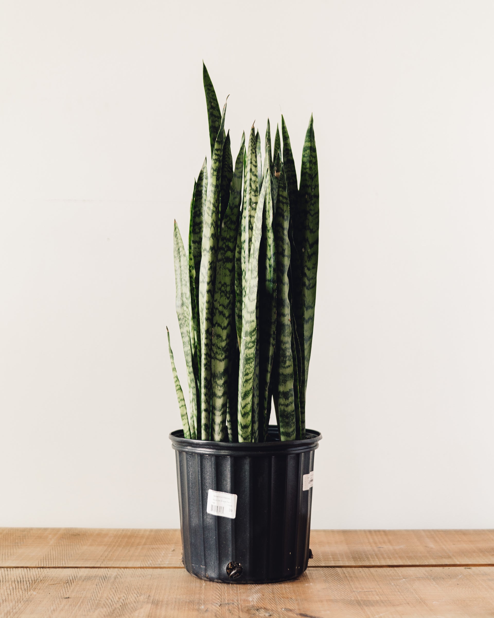 Dracaena trifasciata Zeylanica, 