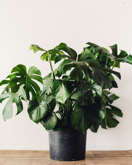 monstera deliciosa vs philodendron split leaf Monstera deliciosa, "Split Leaf Philodendron" – Glasswing