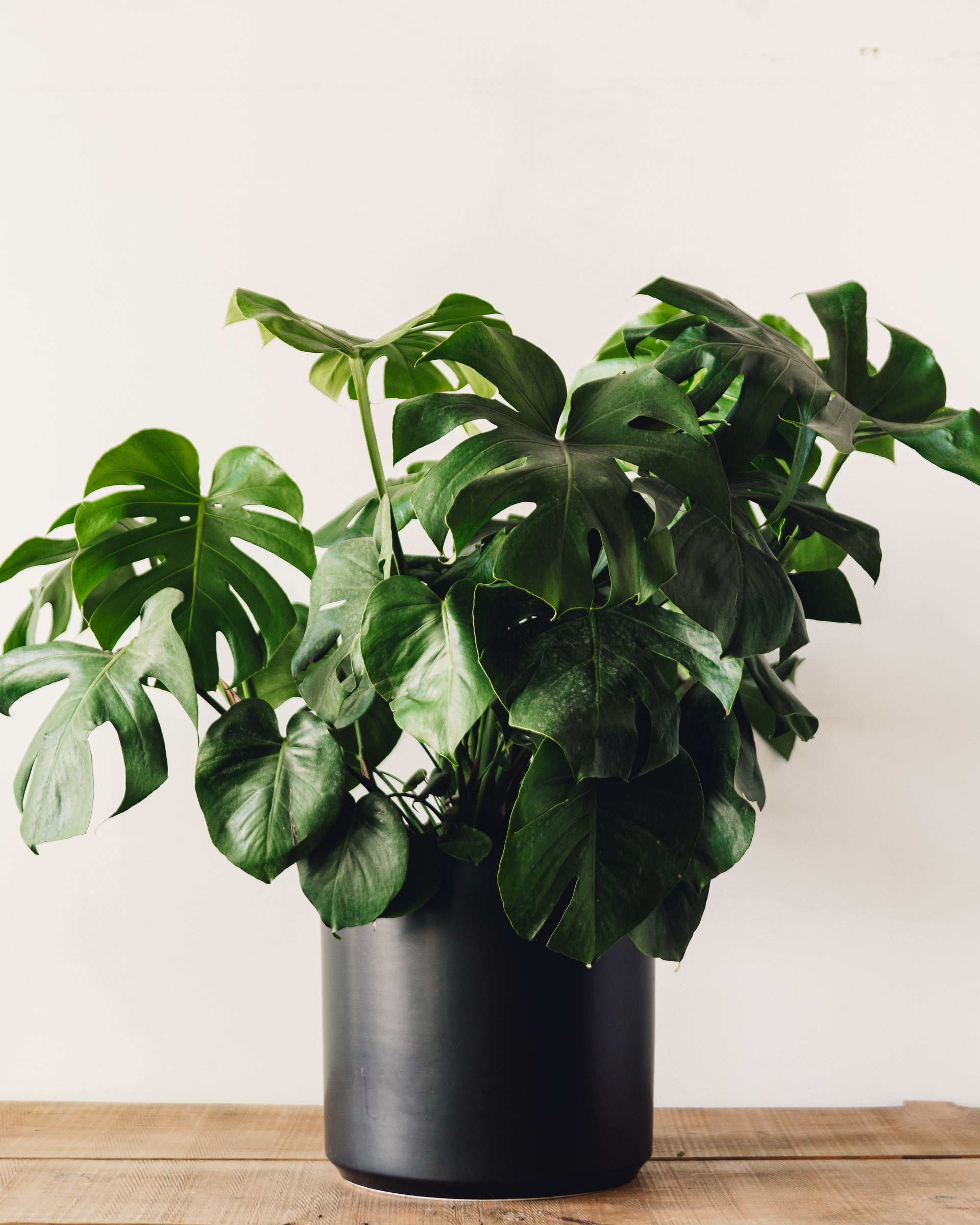 Monstera deliciosa, 