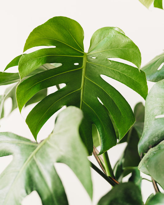 how to tell monstera deliciosa from philodendron Monstera deliciosa, "Split Leaf Philodendron"