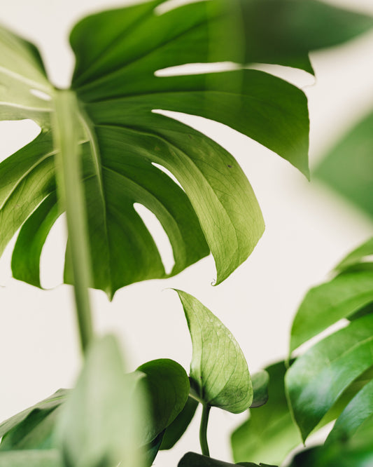 philodendron monstera Large - Monstera