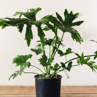 Thaumatophyllum bipinnatifidum, "Tree Philodendron"