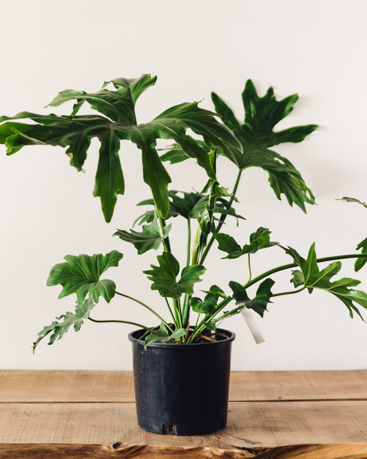 philodendron bipinnatifidum kaufen Thaumatophyllum bipinnatifidum, "Tree Philodendron"