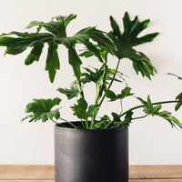 Thaumatophyllum bipinnatifidum, "Tree Philodendron"
