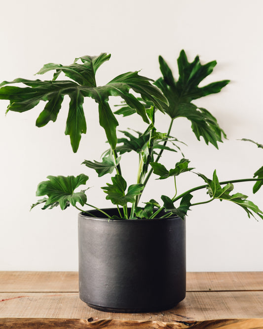 dramatic philodendrons Thaumatophyllum bipinnatifidum, "Tree Philodendron"