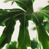 Thaumatophyllum bipinnatifidum, "Tree Philodendron"